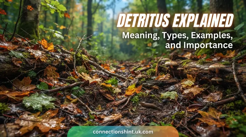 detritus
